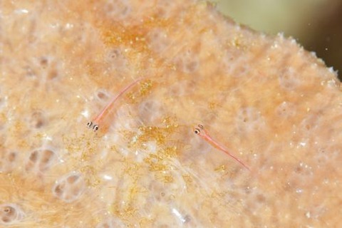 アカスジウミタケハゼ