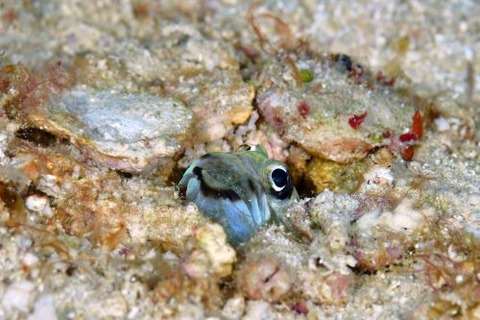 メガネアゴアマダイ