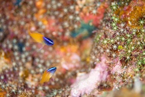 レモンスズメダイ