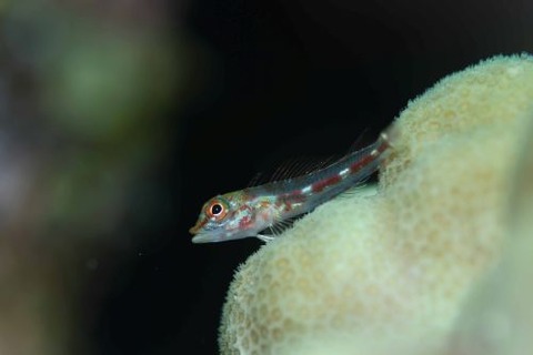 カスリヘビギンポ