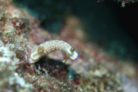 クチナシイロウミウシ