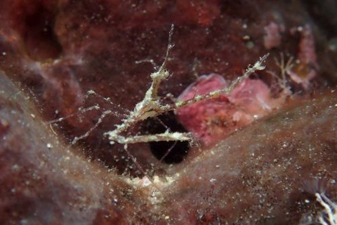 クビナガアケウス