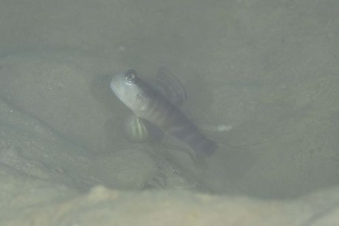 カスリハゼ属の1種