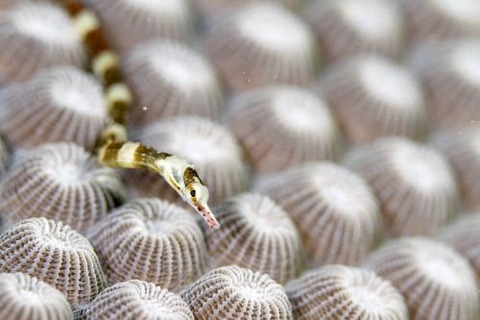 オビイシヨウジ