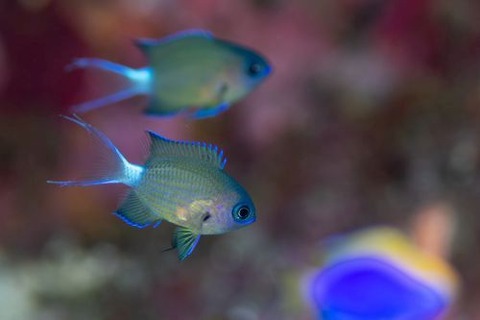 オナガスズメダイ