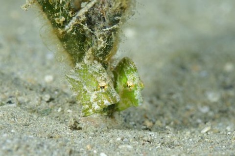 セダカカワハギ