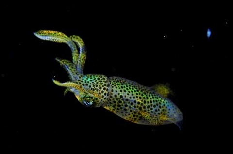 刺激的な水中生物