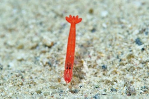 オガミテッポウエビ