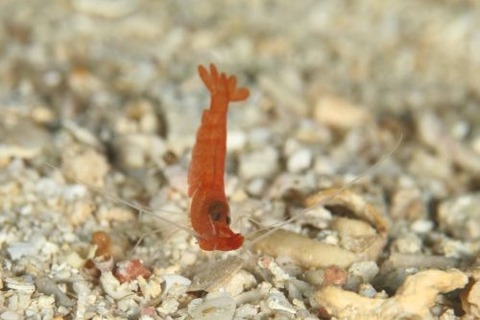 オガミテッポウエビ