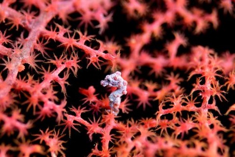 Hippocampus bargibanti