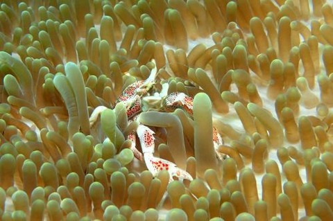 アカホシカニダマシ