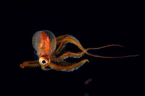 ムラサキダコ科の1種