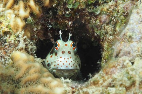 モンツキカエルウオ