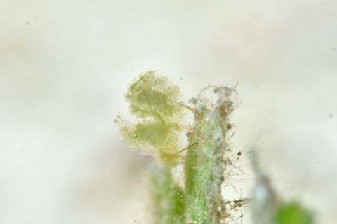 フィコカリス・シムランス