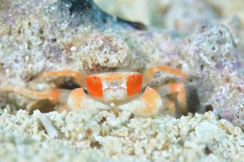 ケブカガニ科の1種