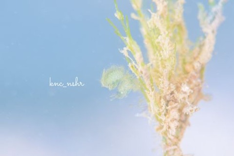 フィコカリス・シムランス