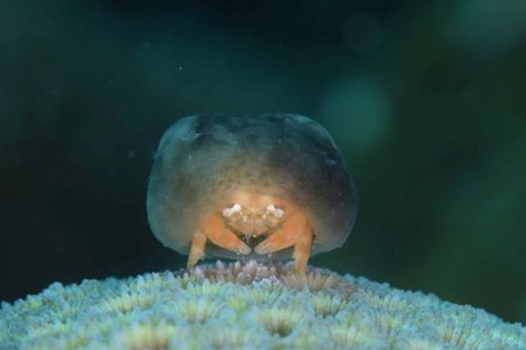 カイカムリ科の1種