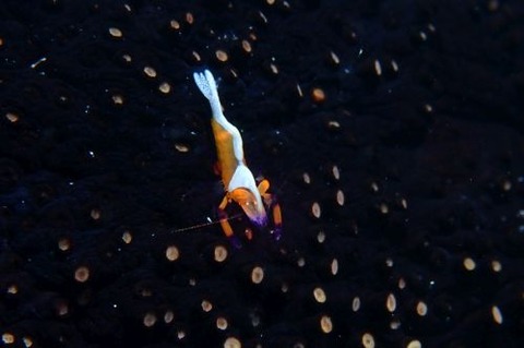 ウミウシカクレエビ