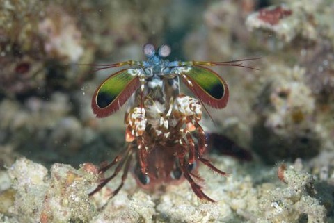 モンハナシャコ