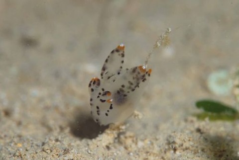 ツノザヤウミウシ