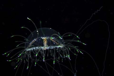 デイゴハナガサクラゲ