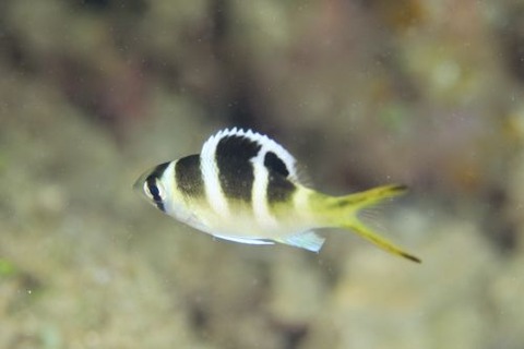 ヨコシマクロダイ