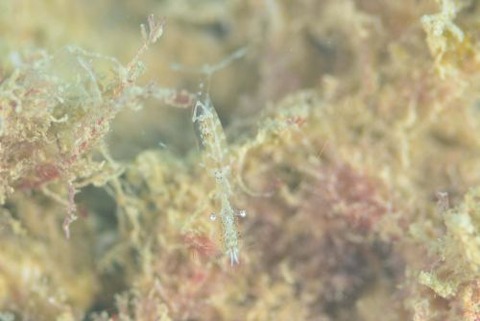 シオサイカクレエビ