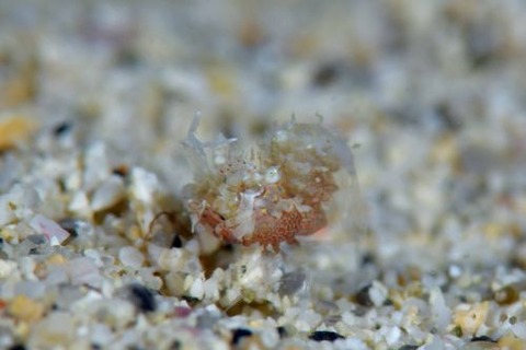 サガミツノメエビ