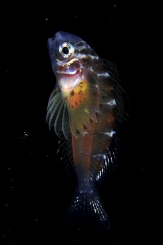 刺激的な水中生物