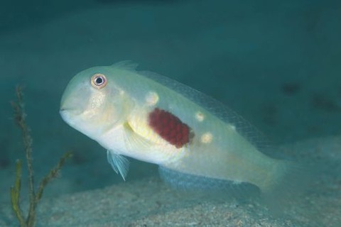 ヒノマルテンス