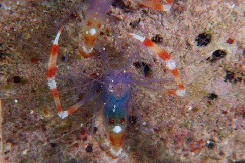 バイオレットボクサーシュリンプ