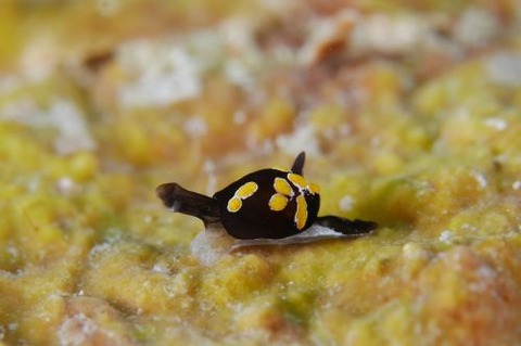 トンプソンアワツブガイ