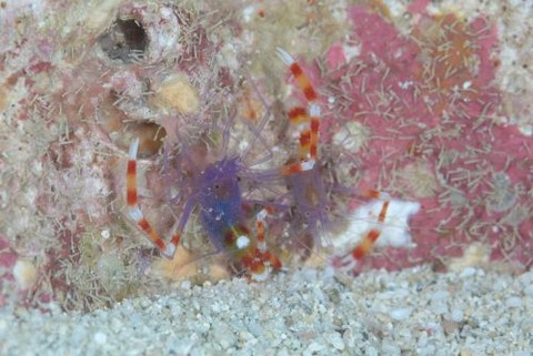 ステノプス・テヌイロストリス