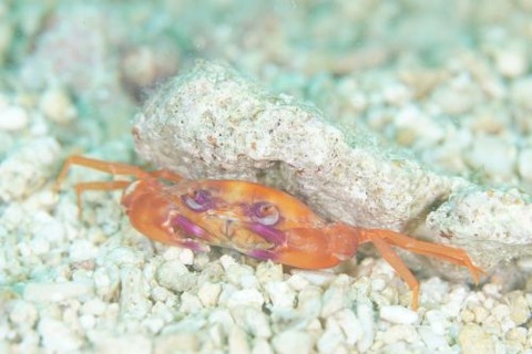 ワタリガニ科の1種