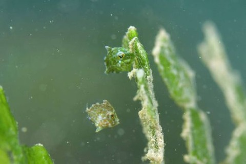 セダカカワハギ