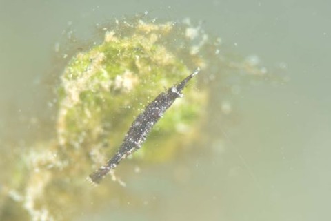 ヒラツノモエビ