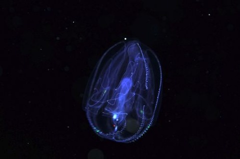 刺激的な水中生物