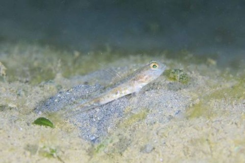 オニハゼ属の1種