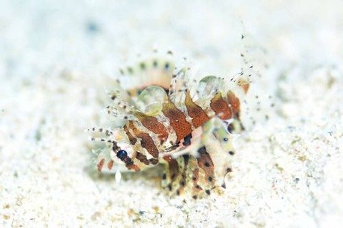 シマヒメヤマノカミ