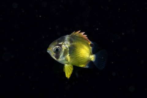 刺激的な水中生物