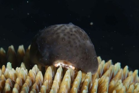 カイカムリ科の1種