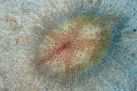 ブンブクのなかま