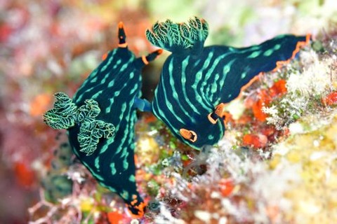 アカフチリュウグウウミウシ