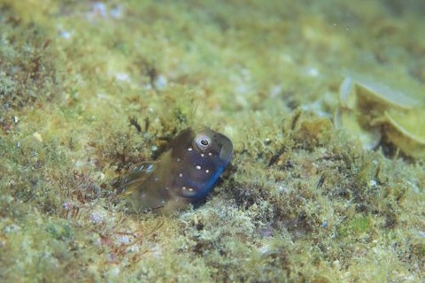 ロウソクギンポ