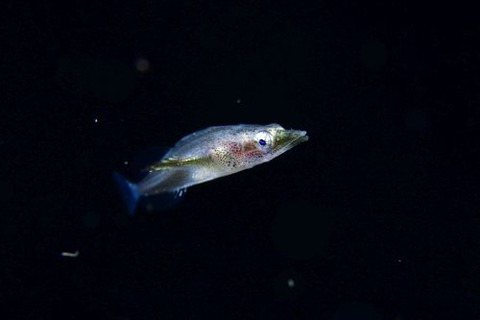 刺激的な水中生物