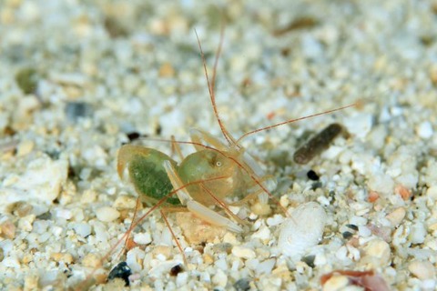 ミクロプロステマ・タケダイ