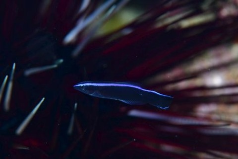 ホンソメワケベラ