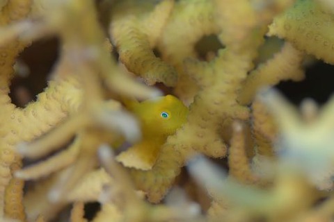 アカネダルマハゼ