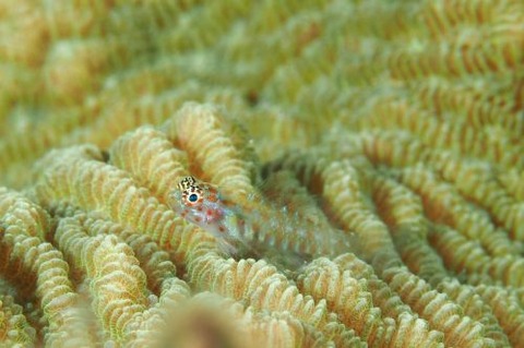 アカホシイソハゼ