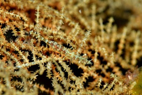 ウミカラマツエビ